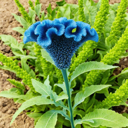 Blue Cockscomb Flower Seeds – 100 Seeds