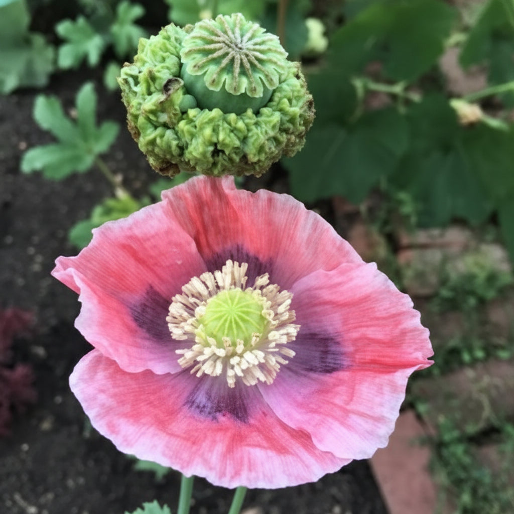 Papaver Somniferum Hens and Chickens Seeds for Planting – Unique Multi-Pod Poppy Blooms