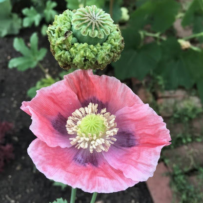 Papaver Somniferum Hens and Chickens Seeds for Planting – Unique Multi-Pod Poppy Blooms