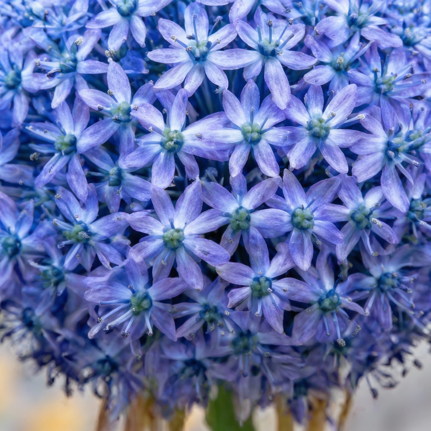 Giant Blue Allium Giganteum Seeds for Planting – Perennial Ornamental Flower