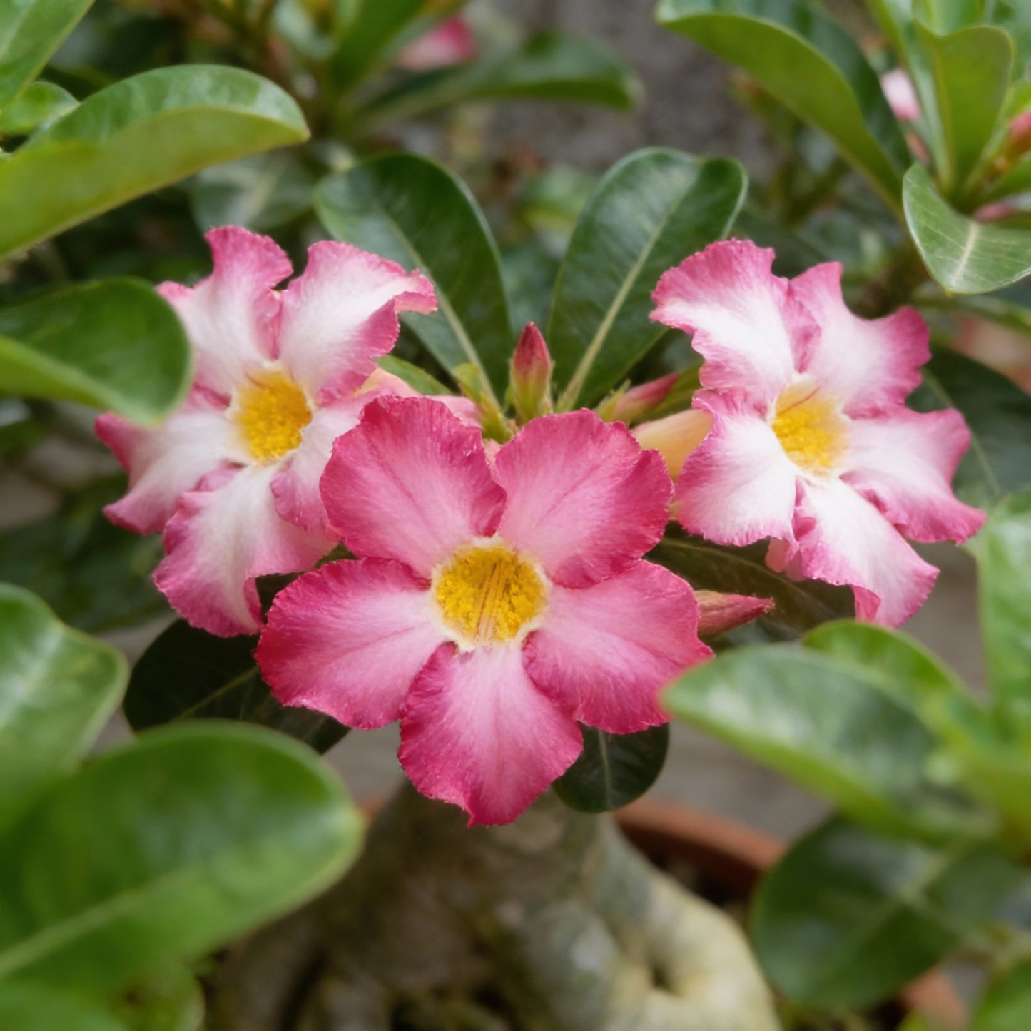 Pink and White Adenium Obesum Flower Seeds for Planting – Desert Rose Blooms