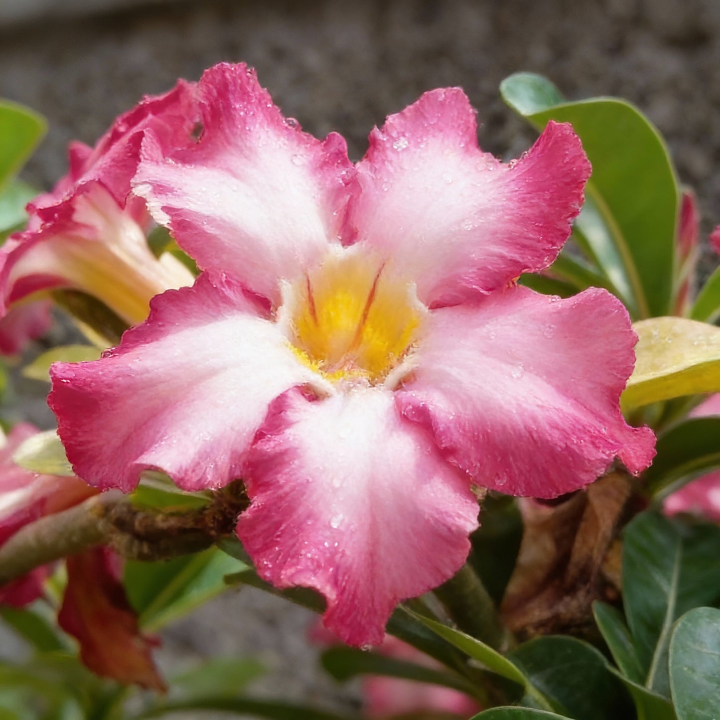 Pink and White Adenium Obesum Flower Seeds for Planting – Desert Rose Blooms