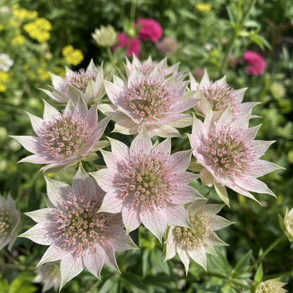 Pink Masterwort Flower Seeds for Garden Planting