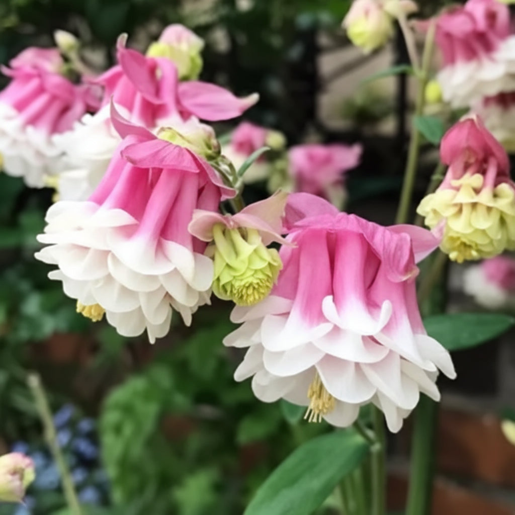 Pink Petticoat Columbine Seeds for Planting – Hardy Perennial Flower