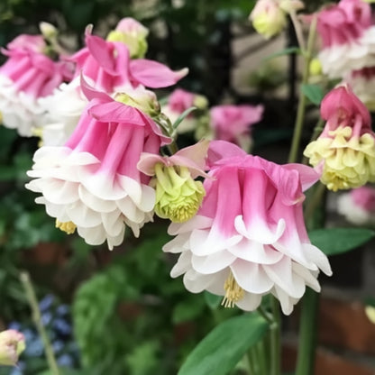 Pink Petticoat Columbine Seeds for Planting – Hardy Perennial Flower