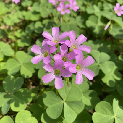 Pink Wood Sorrel Seeds for Planting