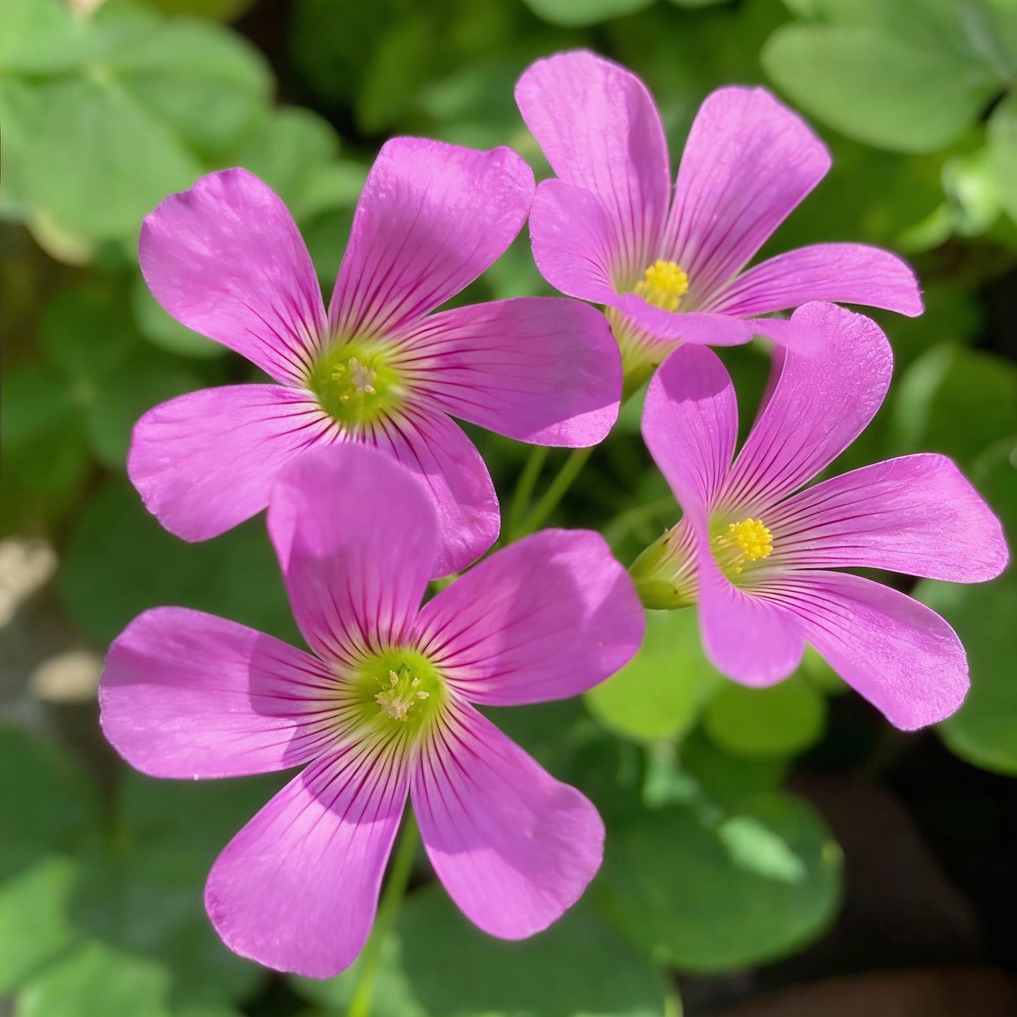 Pink Wood Sorrel Seeds for Planting