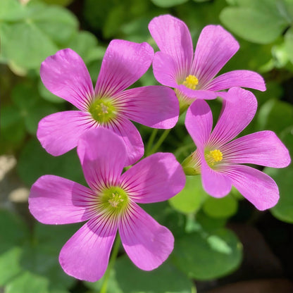 Pink Wood Sorrel Seeds for Planting
