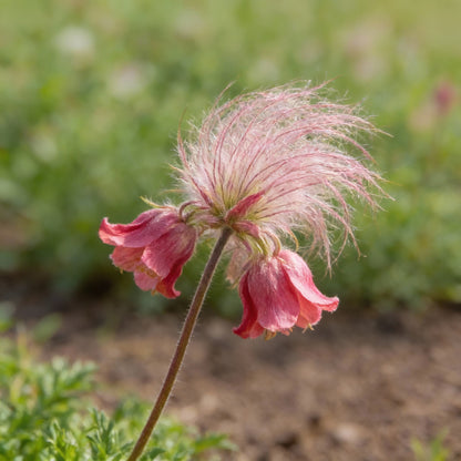 Prairie Smoke Flower Seeds for Planting – Fragrant Perennial Wildflower