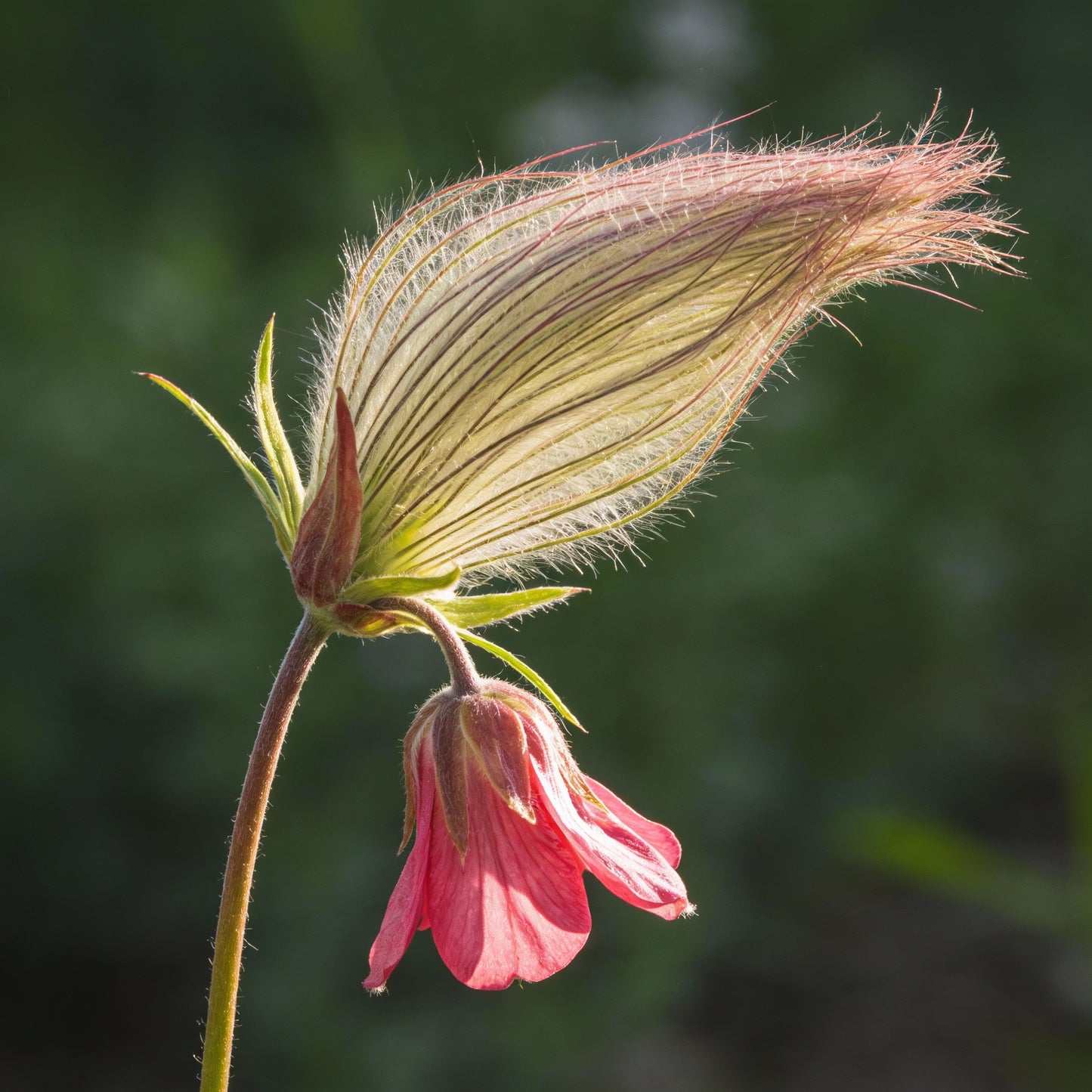 Prairie Smoke Flower Seeds for Planting – Fragrant Perennial Wildflower
