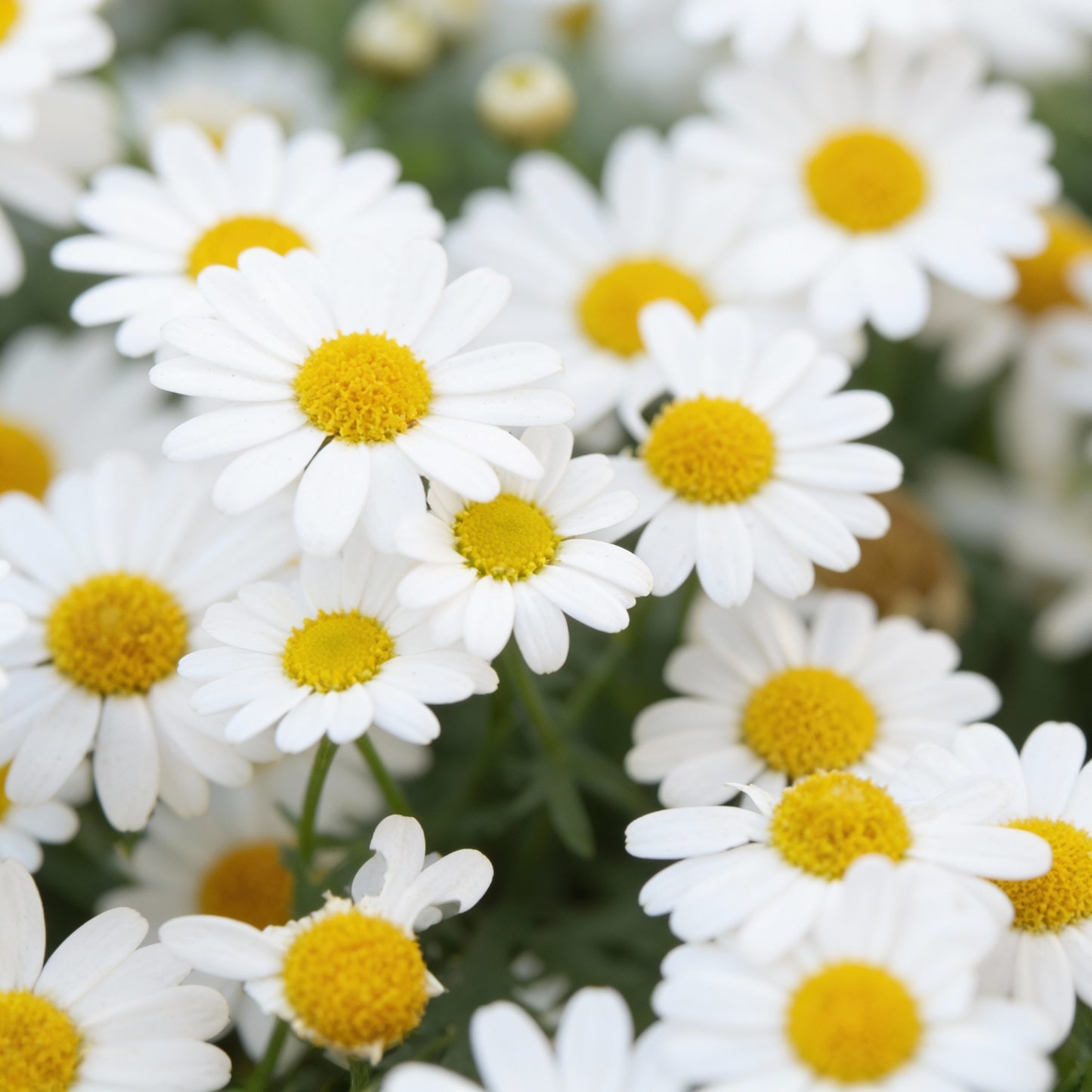 Pyrethrum Daisy Seeds for Planting (Tanacetum cinerariifolium) – Aromatic Perennial Cut Flowers