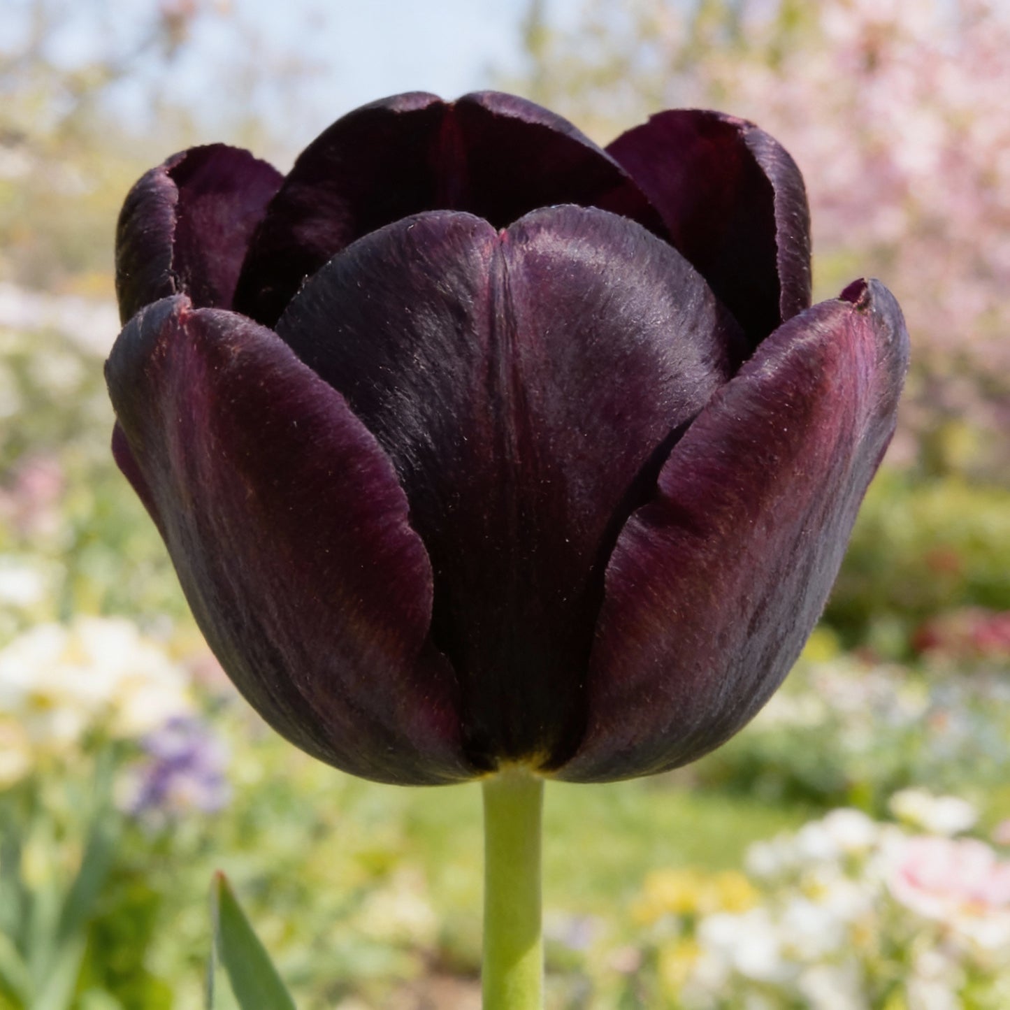 Tulip Queen of the Night Flower Seeds for Planting