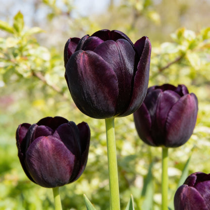 Tulip Queen of the Night Flower Seeds for Planting
