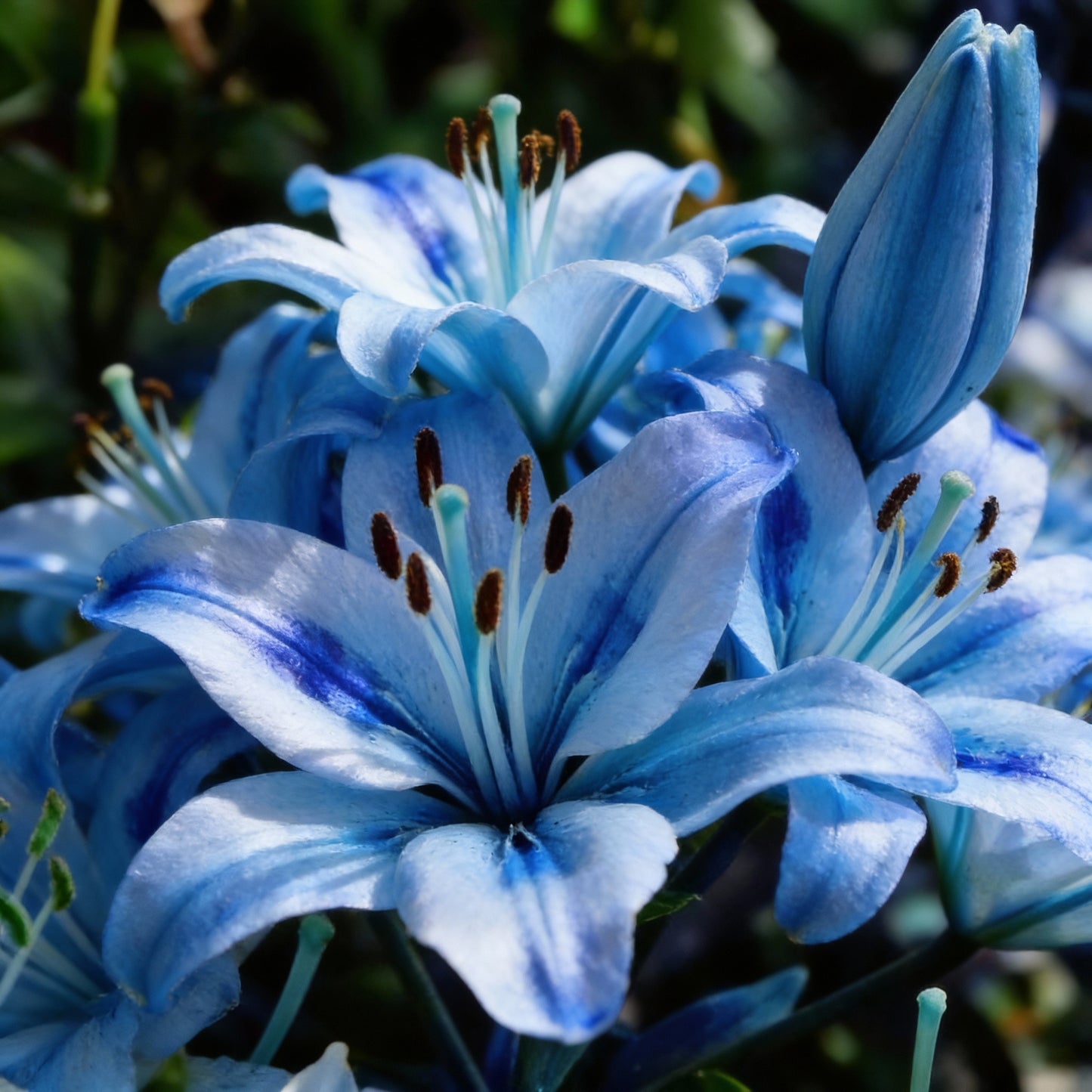 Blue Rare Lily Seeds for Planting