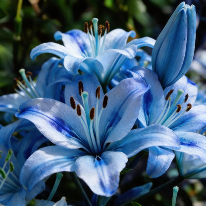 Blue Rare Lily Seeds for Planting