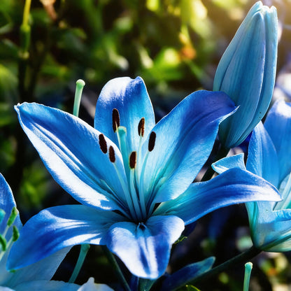 Blue Rare Lily Seeds for Planting