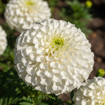White Marigold Flower Seeds for Gardens and Bouquets