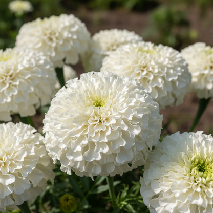 White Marigold Flower Seeds for Gardens and Bouquets