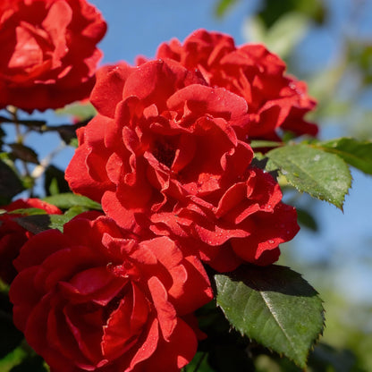 Red Climbing Rose Flower Seeds for Planting – Vertical Garden Blooms