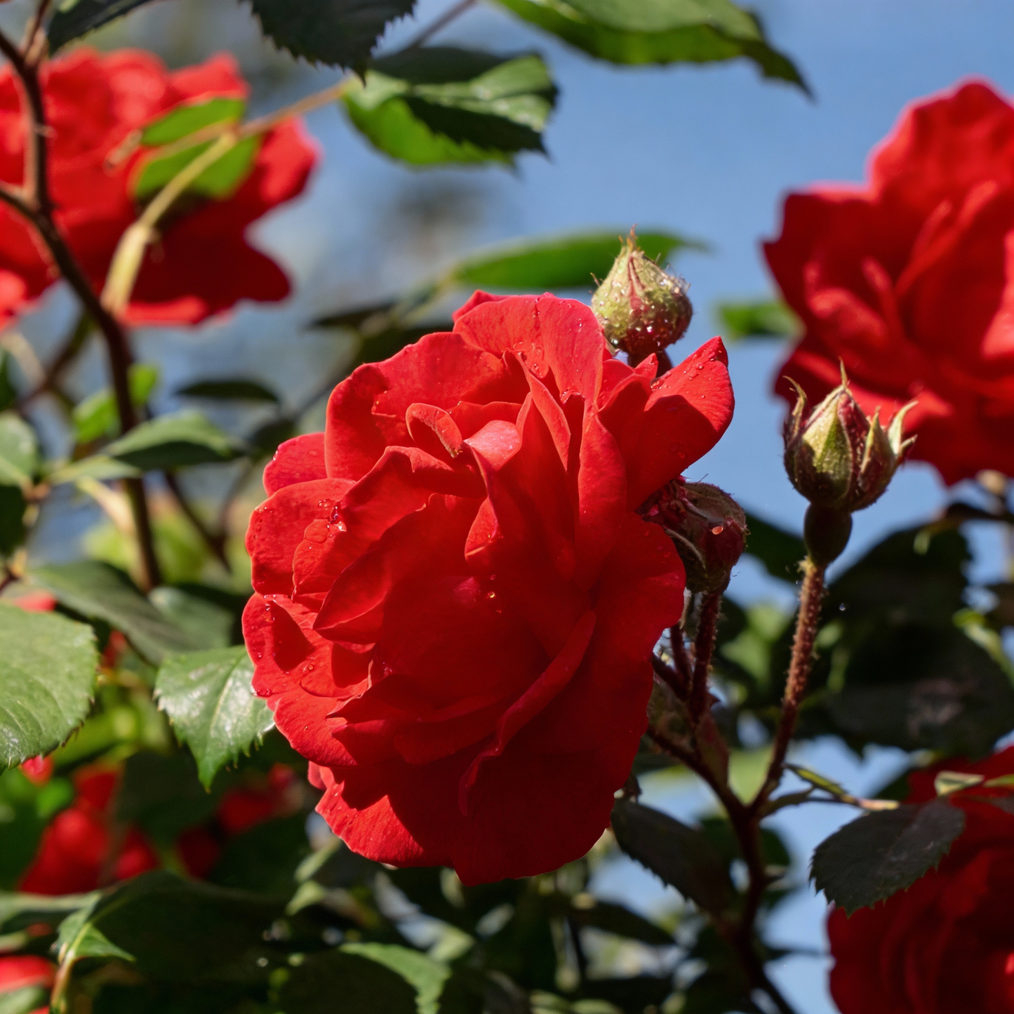 Red Climbing Rose Flower Seeds for Planting – Vertical Garden Blooms