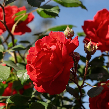 Red Climbing Rose Flower Seeds for Planting – Vertical Garden Blooms