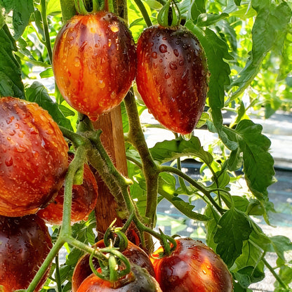 Gargamel Tomato Seeds – Rare Finely Striped Heirloom Tomato Variety