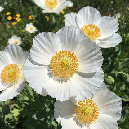 Romneya Coulteri Flower Seeds – Tree Poppy for Planting