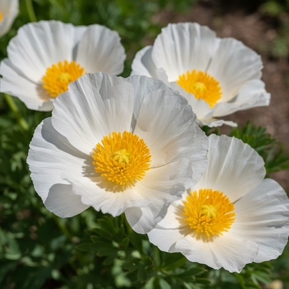 Romneya Coulteri Flower Seeds – Tree Poppy for Planting