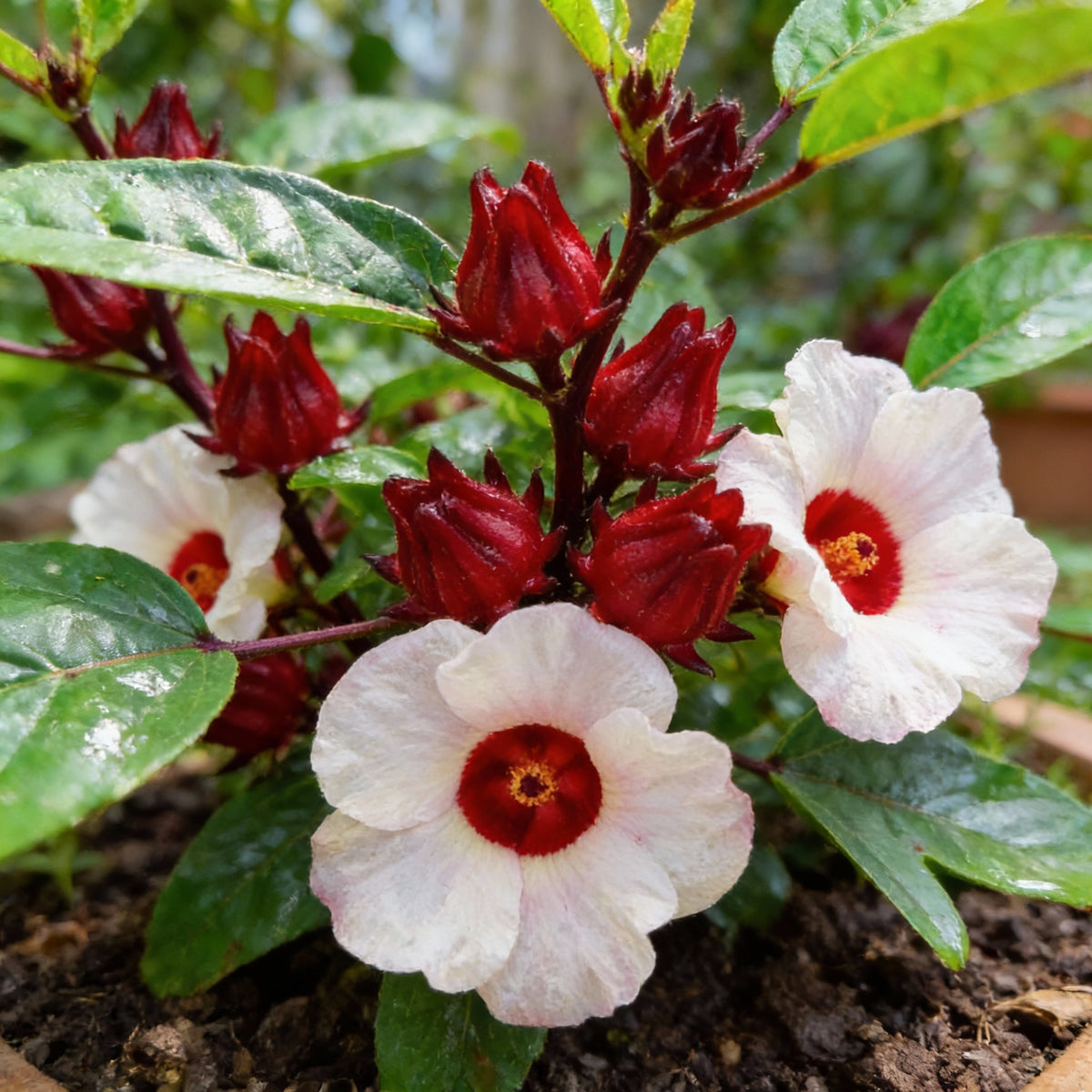 roselle-hibiscus-seeds-for-planting-hibiscus-sabdariffa-rosella-flower-calyx-plant