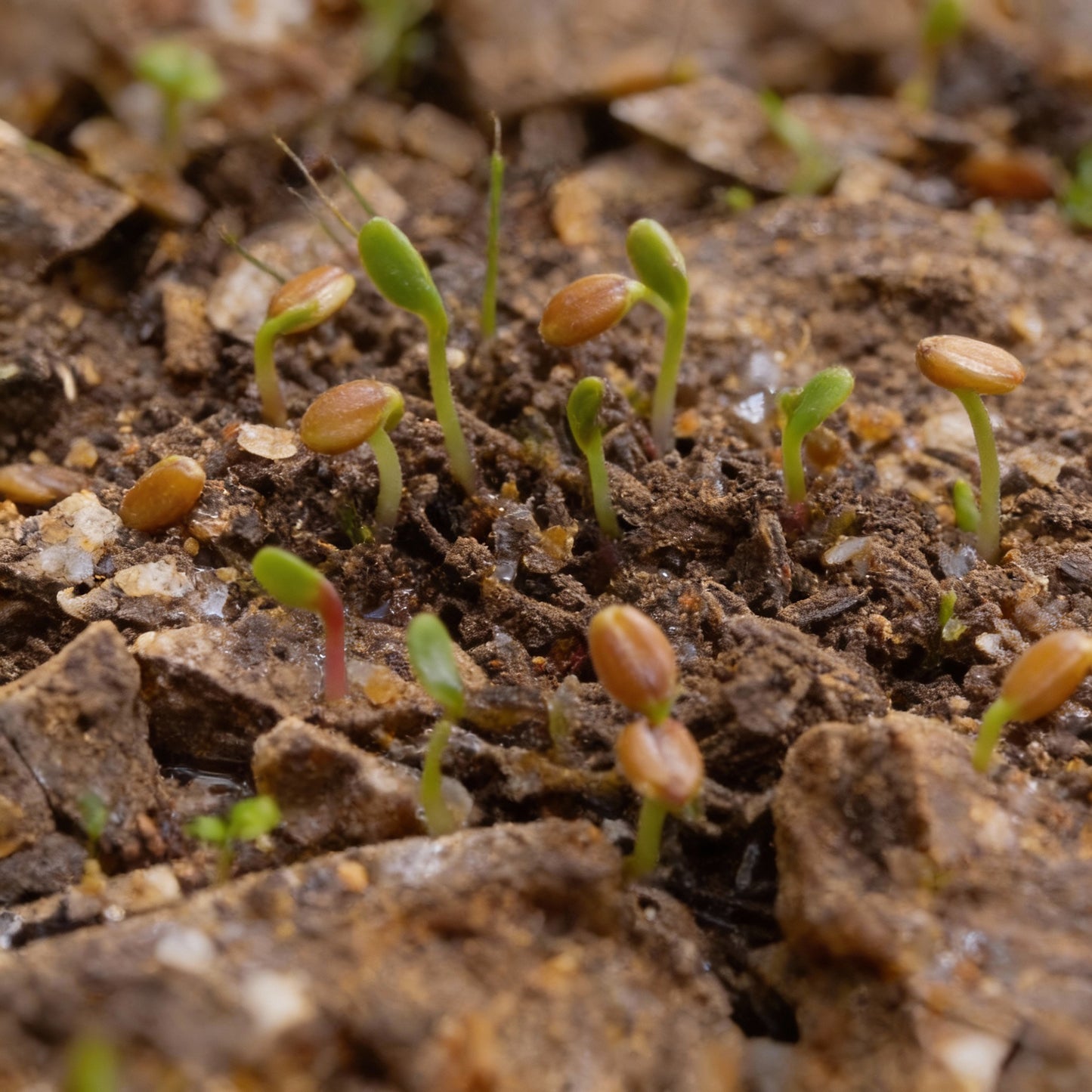 Townsendia Parryi Flower Seeds for Garden Planting