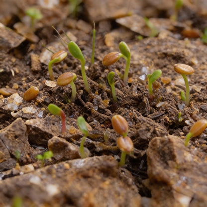 Townsendia Parryi Flower Seeds for Garden Planting
