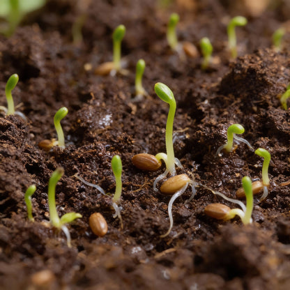 Salvia Sclarea Seeds – Premium Quality Clary Sage for Aromatic Gardens