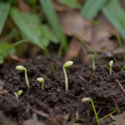 Scilla Bithynica Flower Seeds for Garden Planting