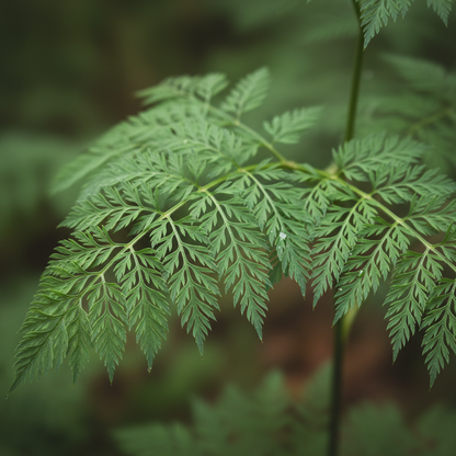 Selinum Wallichianum Seeds - Perennial Flower Seeds for Garden