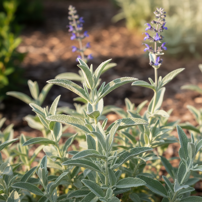Perovskia Atriplicifolia Seeds - Perennial Flower Seeds for Garden