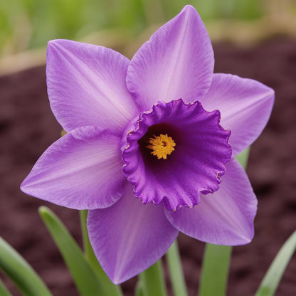 Purple Daffodil Flower Seeds for Planting – 100 Seeds