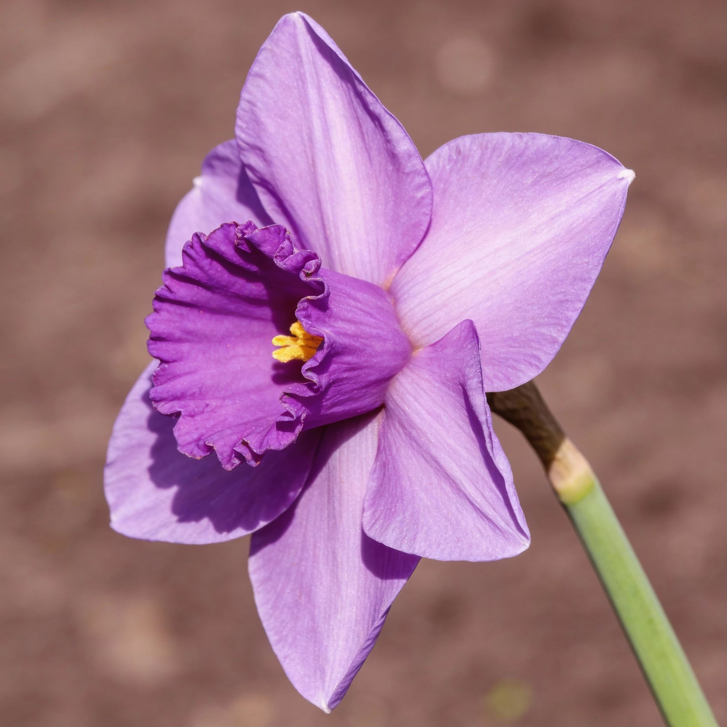 Purple Daffodil Seeds for Planting – Purple Narcissus Flower Seeds for Winter Gardens