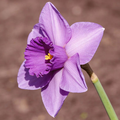Purple Daffodil Seeds for Planting – Purple Narcissus Flower Seeds for Winter Gardens