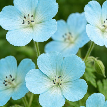 Sky Blue & Green Geranium Seeds – Vibrant Ornamental Flower Seeds