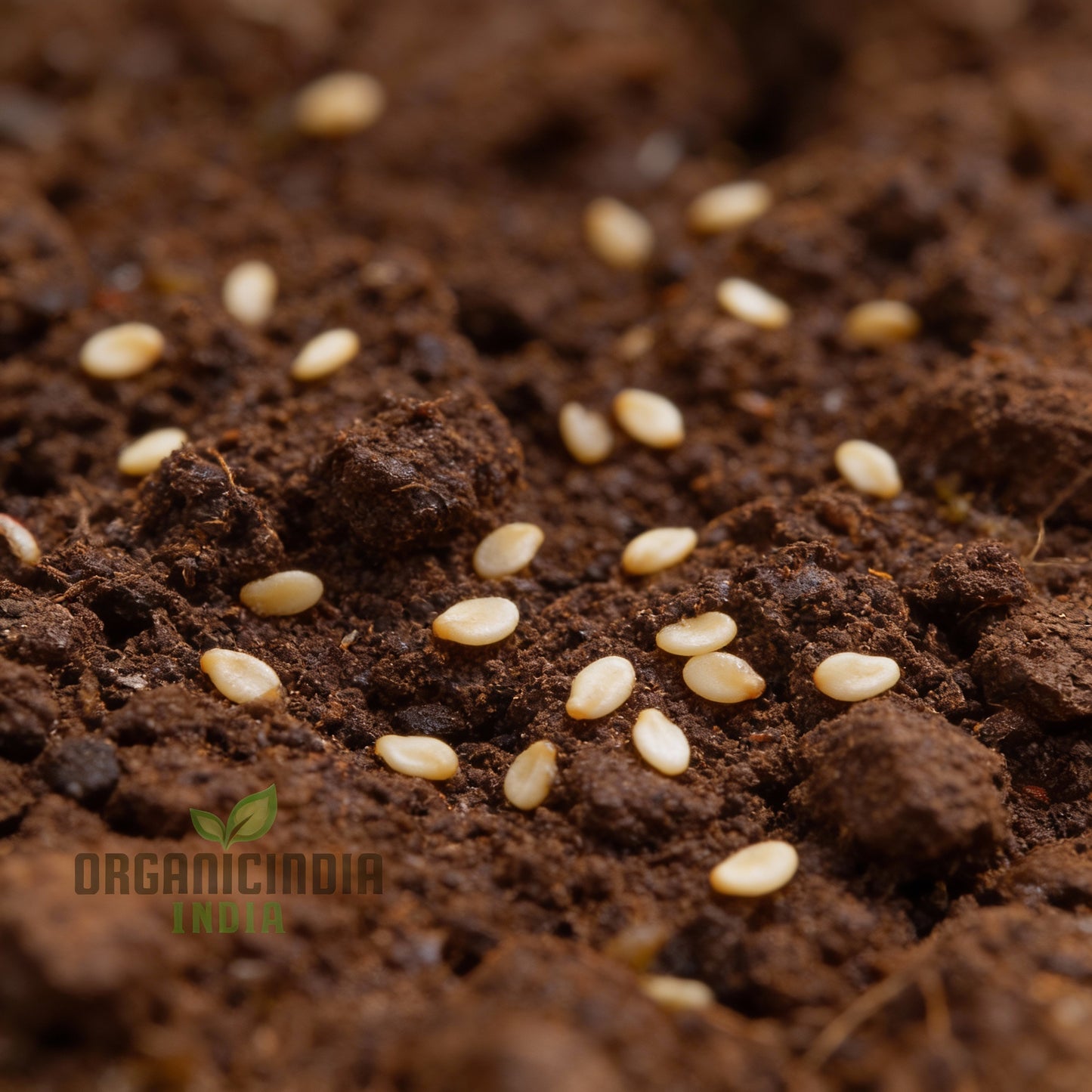 Orange Peter Pepper Plant Seeds for Planting – Spicy Peppers for Garden Harvests