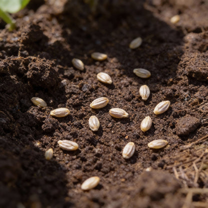 Eggplant Seeds – Black Beauty