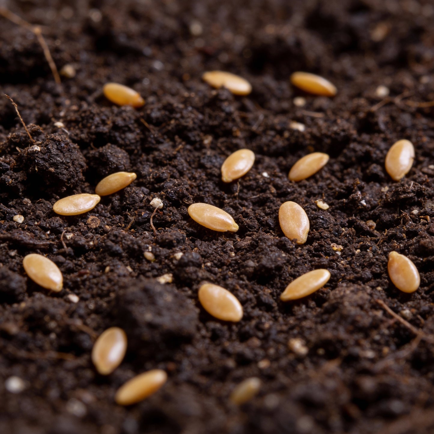 Tomato Micro Tom Seeds for Planting