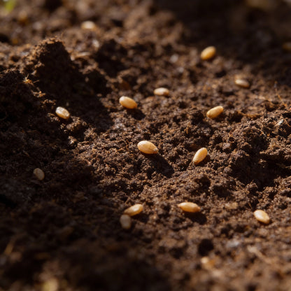 Cabbage Kalibos Red Seeds for Gardening