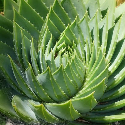 Spiral Aloe Seeds (Aloe Polyphylla) – Rare Geometric Succulent