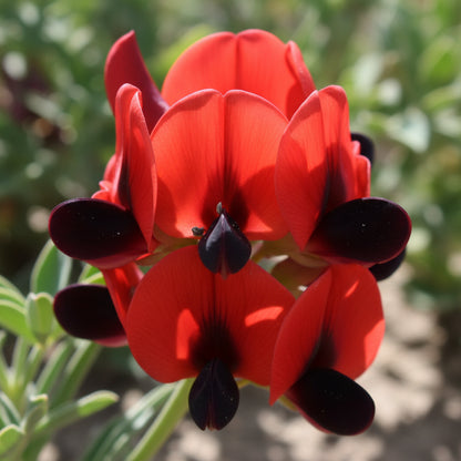 Sturt’s Desert Pea Flower Seeds for Planting