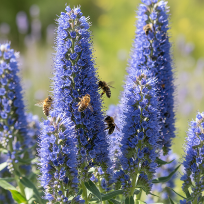 Charme Echium Vulgare Flower Seeds - Echium Flower Seeds for Garden