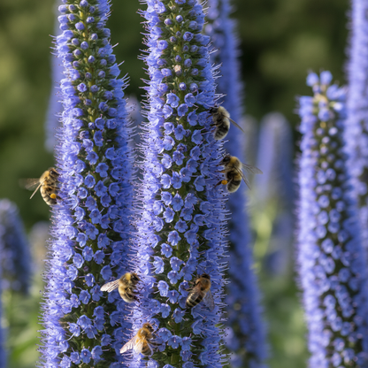 Charme Echium Vulgare Flower Seeds - Echium Flower Seeds for Garden