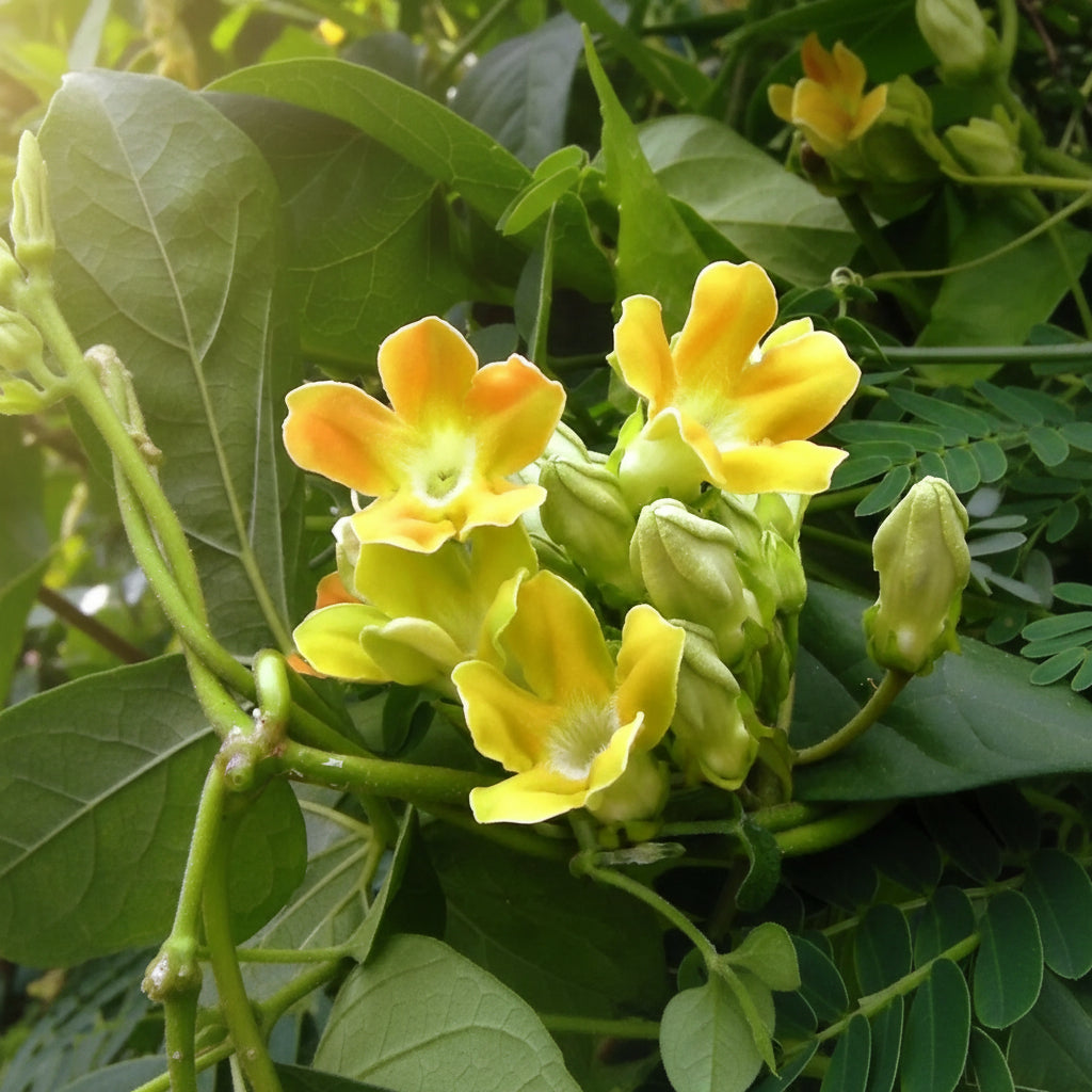 telosma-cordata-seeds-for-planting-evergreen-fragrant-climber-flower