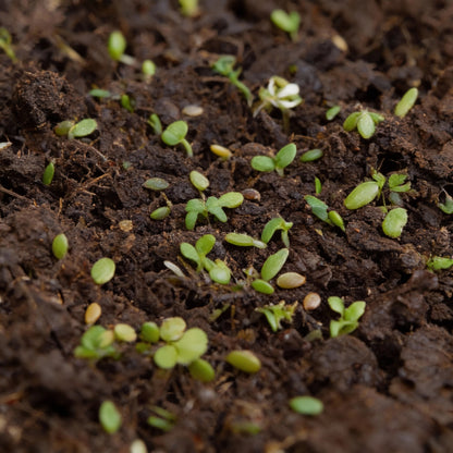 Mixed Oriental Leaves Vegetable Seeds for Planting