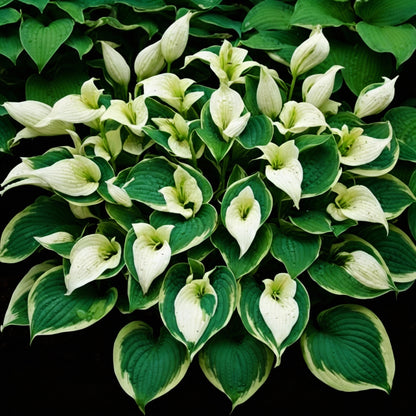 Hosta Lily Flower Seeds for Planting